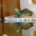 Проект на тему «Красноухая черепаха Наблюдение за красноухой черепахой в домашних условиях